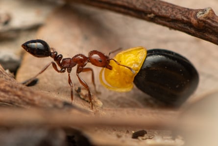 Monomorium rothsteini ant