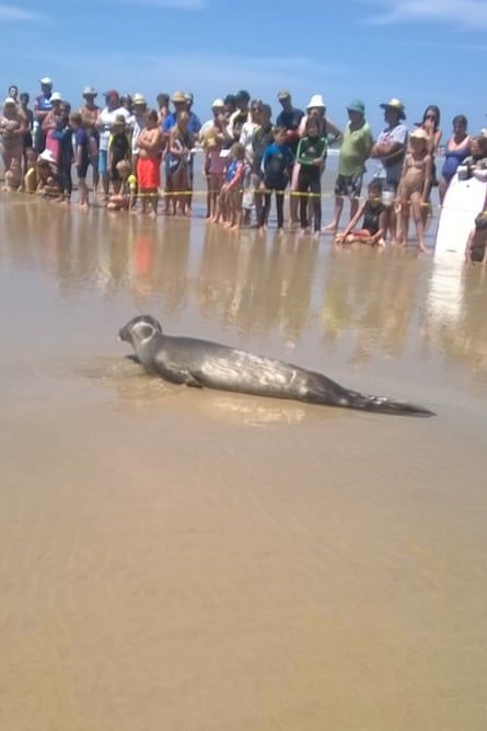 Spectators keep their distance from the seal