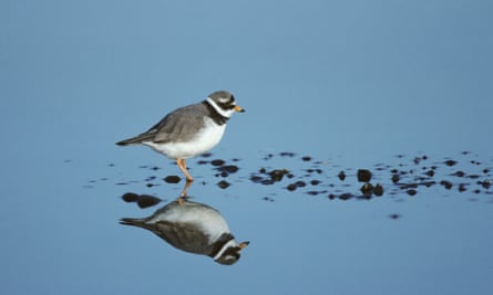 authors writing about nature Ringed plover