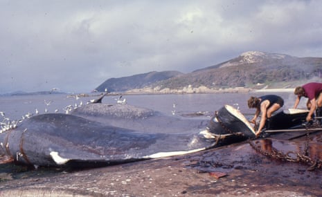 Cheyne Beach Whaling Co Flensing, late 1970’s
