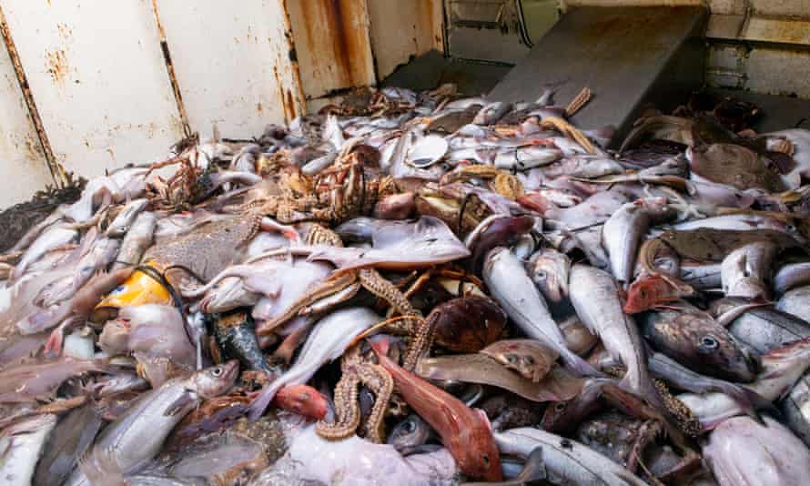 The fishing trawler “Crystal Sea, which operates out of Newlyn, Cornwall. The catch includes all types of sea life.
