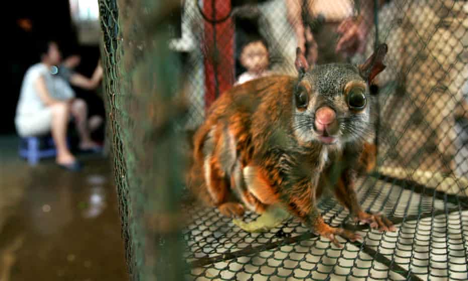 A flying squirrel inside a cage for sale at a market in China’s southern city of Guangzhou, 16 September 2004.