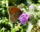 Meadow Brown Butterflies Observed Amidst Air Traffic Noise