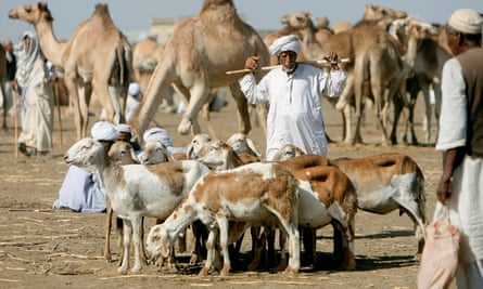 A Sudanese vendor stands next to his sheep