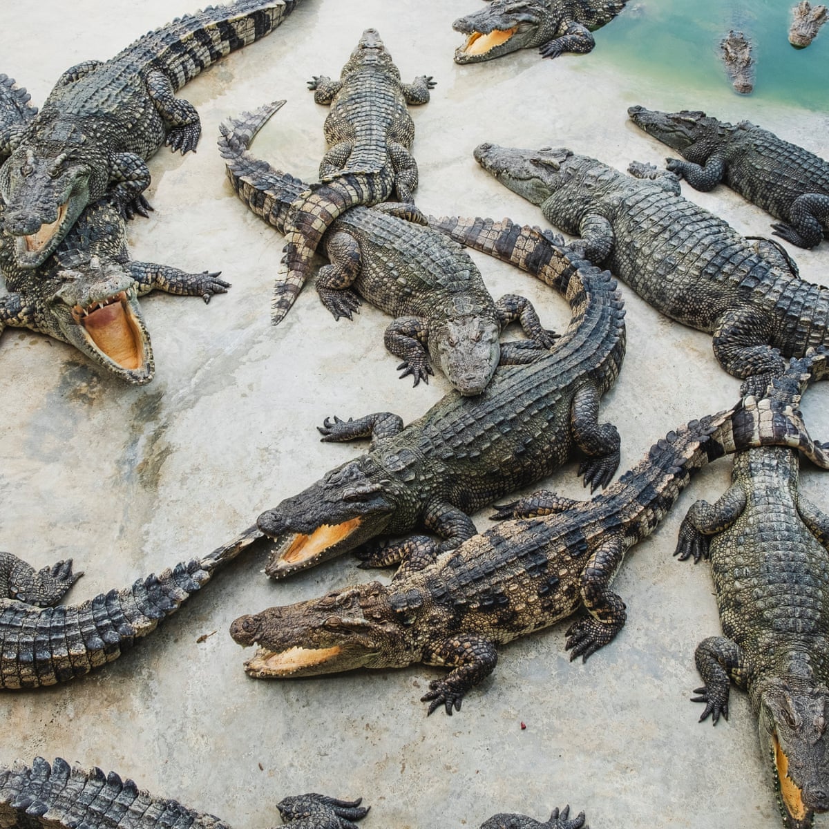 The crocodiles bellowed at the sky – then mated like mad': the sex frenzy sparked by helicopters | Environment | The Guardian