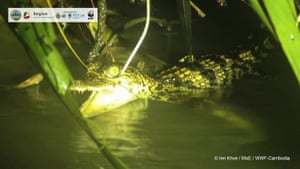A Siamese crocodile swims in Srepok Wildlife Sanctuary of Cambodia’s eastern plains.