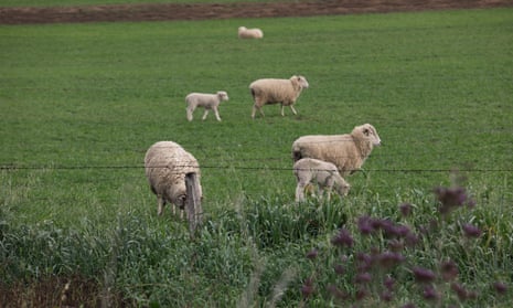 Sheep in a green paddock