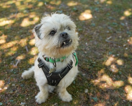 A little dog with a shaggy creamy-coloured coat, two fangs protruding from his lower jaw