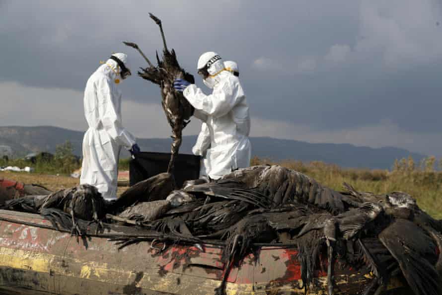 Workers in hazmat suits are removing one of the 5,000 cranes killed in the December bird flu in Hula Valley, Israel.