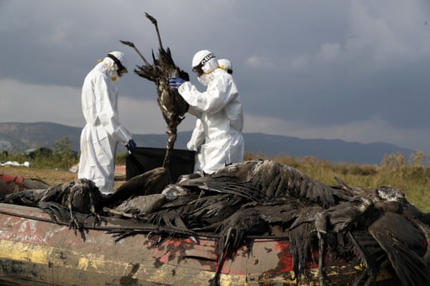 Workers in hazmat suits dispose of one of the 5,000 cranes killed in December’s bird flu outbreak in Hula valley, Israel.