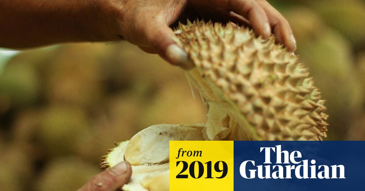 durian glutathione is one of the few fruits that may help support your body's natural antioxidant defenses. It contains vitamin C, sulfur-containing compounds, polyphenols, and other bioactive plant compounds that may help reduce Have you ever tried Durian Fresh Durian at Hawaii Supermarket