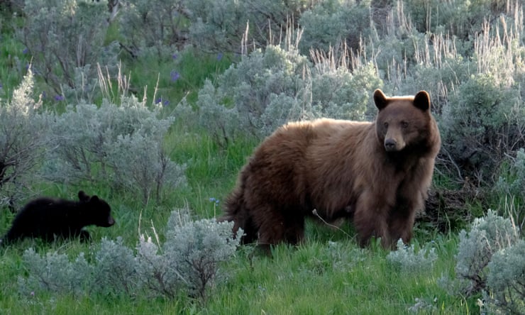 Black bear with three cubs attacks man after breaking into Colorado home Black bear with three cubs attacks man after breaking into Colorado home