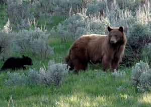 A female American black bear with cubs in Yellowstone national park, Wyoming, US