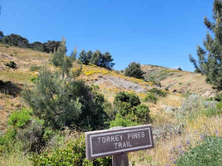 Torrey Pines in Santa Rosa, California.