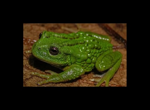 Uma Gastrotheca mittaliiti, uma nova espécie de rã descoberta na Amazônia peruana. Esta minúscula rã marsupial da Amazônia peruana carrega seus filhotes em uma bolsa natural nas costas.