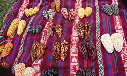 Varieties of maize grown in Lares province, Cusco.