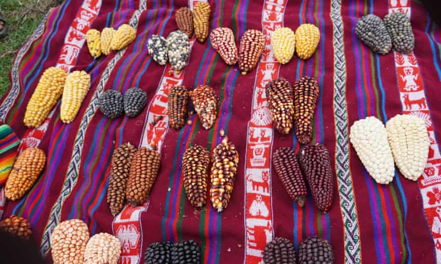 Varieties of maize grown in Lares province, Cusco.