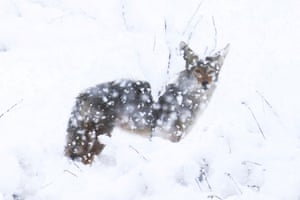 Um coiote faz uma pausa na neve em Phelan, Califórnia, EUA