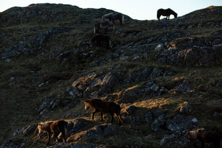Eriskay ponies grazing on a rocky outcrop