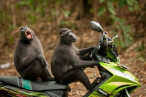Monkey escapeKaty Laveck-Foster wins highly commended for her monkeys enjoying a moped ride in North Sulawesi, Indonesia