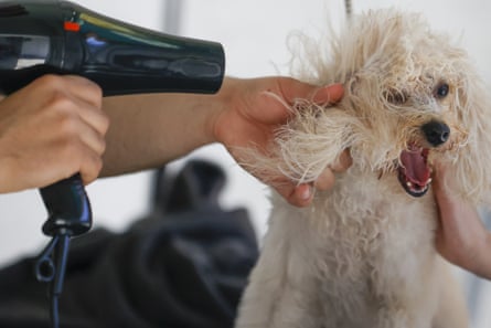 A poodle’s hair flies around its face as a pet groomer blowdries it