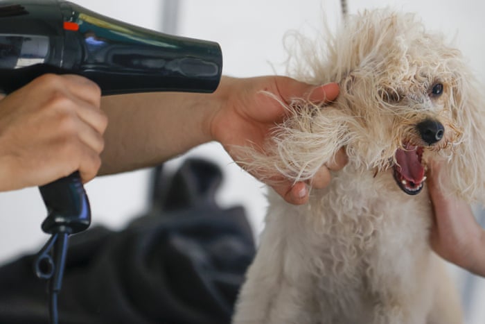 Australia's dog groomer shortage: 'So many people got dogs. That's put a lot of pressure on us' | Dogs | The Guardian