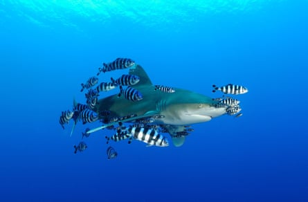 Black and white striped fish swim around a shark