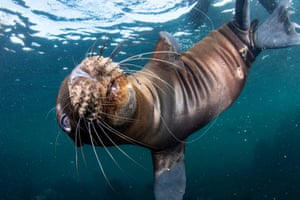 A California sea lion pup with a hook embedded in his mouth, Coronado Islands, Mexico