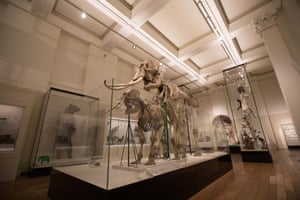 Animal skeletons on display at the Australian Museum.