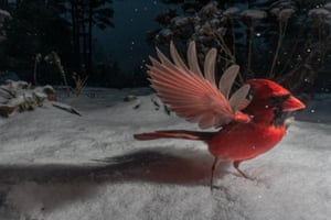 Um cardeal do norte. Esta foto é parte de uma série maior intitulada Beneath the Bird Feeder. Ex-comediante e ventríloqua, a vida de Carla Rhodes foi transformada quando ela descobriu a paixão pela fotografia de conservação da vida selvagem. No inverno passado, ela colocou uma armadilha fotográfica em seu jardim nas montanhas Catskill, no estado de Nova York, com resultados emocionantes. Veja mais das imagens aqui na nossa galeria