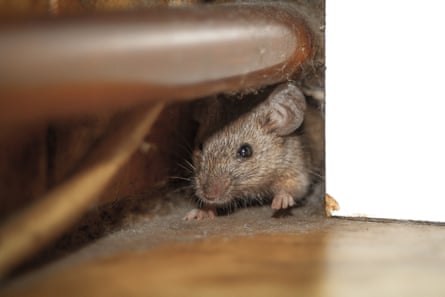 A mouse underneath a pipe in a dusty corner