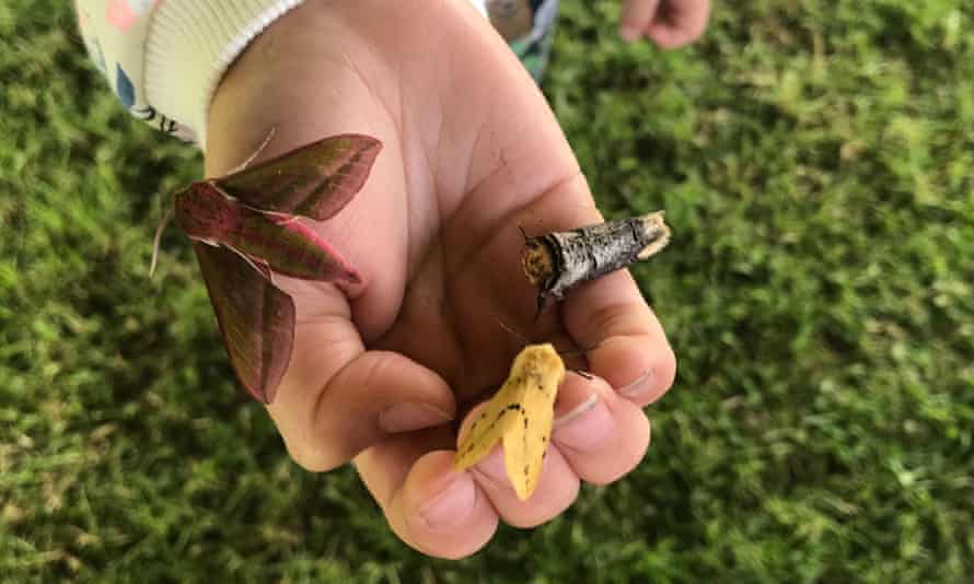 Thumb-print: an elephant hawk-moth.