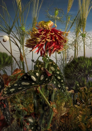 a Chrysanthemum