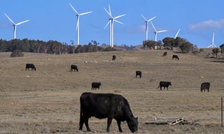 cow grazes in front of wind turbines
