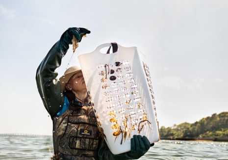 During the year’s first harvest, Donna Collins-Smith pulls sugar kelp off a line in Shinnecock Bay. The kelp is then brought to shore to be washed and weighed.