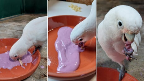 How Do Birds Know Where Food Is: Surprising Nature Secrets Revealed