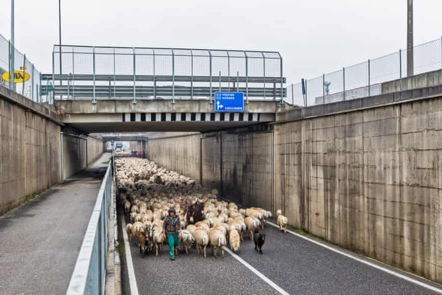 Fabio leads the flock along a “regional road” near the village of San Martino di Lupari, in the province of Padua.