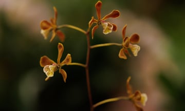 The orchid Encyclia candollei, native to Central America, at the Chelsea flower show this week