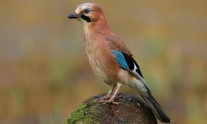 The week in wildlife – in pictures 14 A jay (Garrulus glandarius) perched in the Welsh countryside, UK