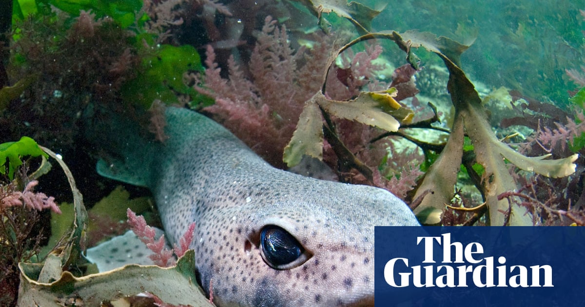 ‘Our new normal’: how marine heatwaves affect life in British seas