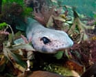 ‘Our new normal’: how marine heatwaves affect life in British seas