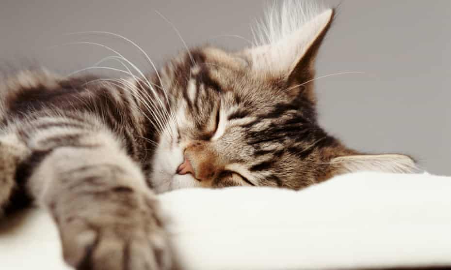 Pet Cat sleeping, close-up