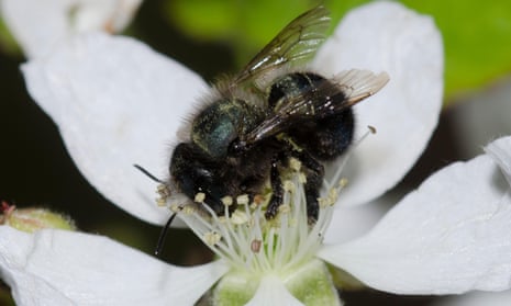 A blue orchard bee on a flower