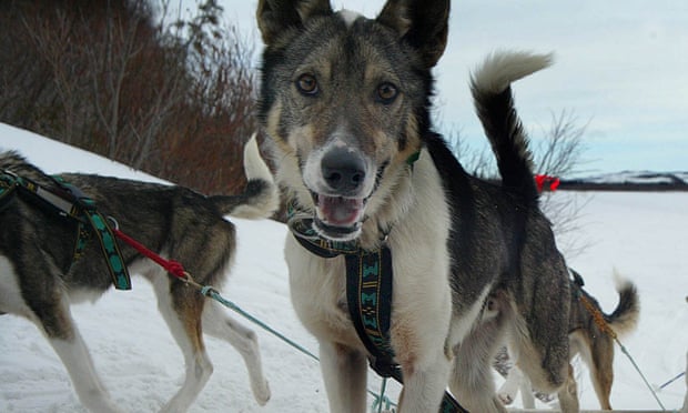 The race began testing sled dogs for banned substances in 1994.