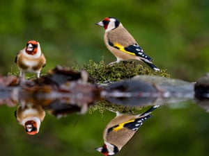 Um dom-fafe e um pintassilgo visitam uma piscina de jardim em busca de sementes caídas nos alimentadores próximos em Aberystwyth, País de Gales
