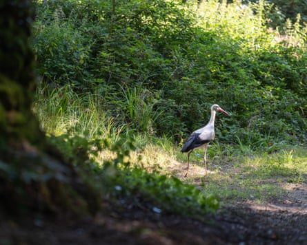 A stork walking along the ground near vegetation