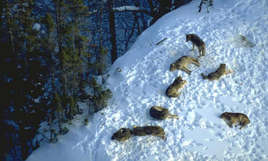 Gray wolves resting after a meal on Isle Royale, Michigan