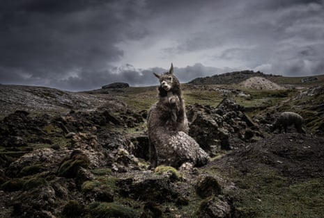 Two llamas embrace on a rocky mountain plateau with dark clouds in the background
