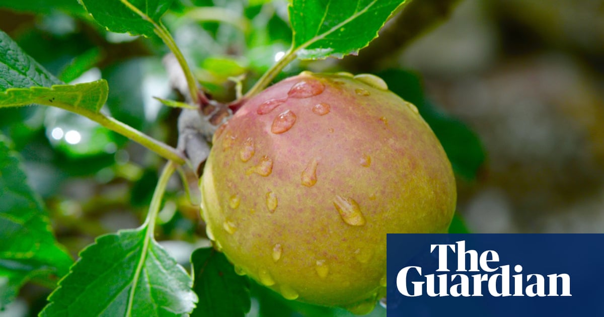 Country diary: a log of apple crops from our orchard spans the decades | Environment | The Guardian
