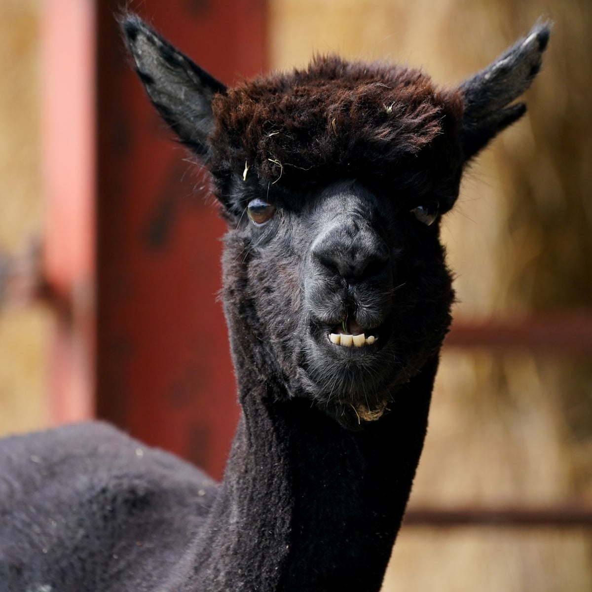 Finans henvender sig til travle mennesker, der søger indsigt og sammenhæng i. Geronimo Alpaca Latest News : Final Legal Effort To Save Geronimo The Alpaca Thrown Out By Judge Animal Welfare The Guardian